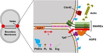 Lipid Rafts, Sphingolipids, and Ergosterol in Yeast Vacuole Fusion and Maturation